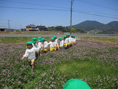 ふじ組さん★れんげ草畑にいったよ！！！