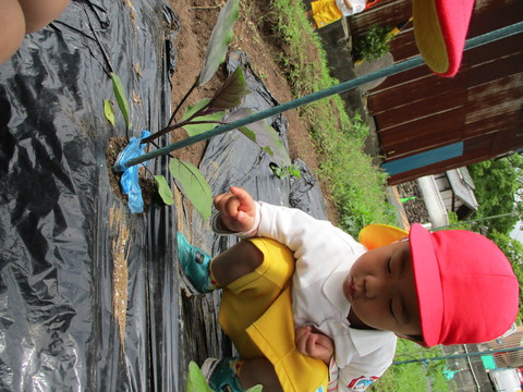 ももAさん畑にGO！からのあじさいさん★こんにちは