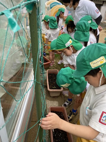 5/21 ふじぐみさん畑の野菜を見にいってきたよ。