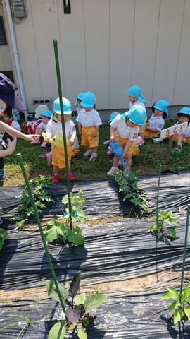 6/1 さくら組さん畑にgo!!